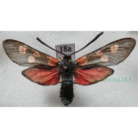 Zygaena lonicerae (Scheven, 1777) Czech18a